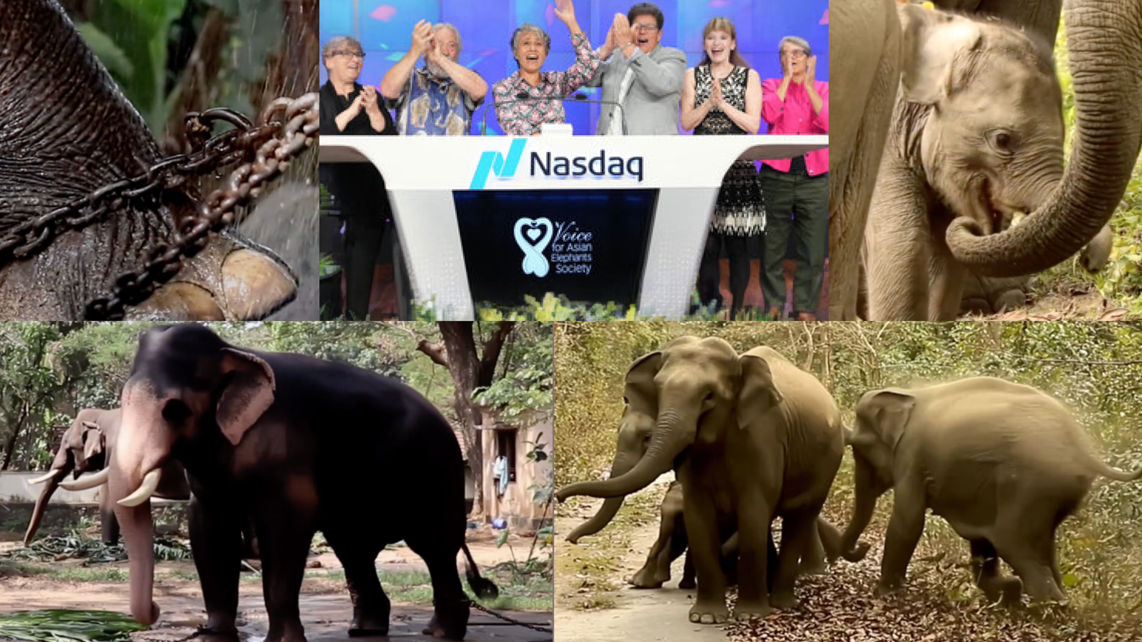 World Elephant Day Honored at Nasdaq