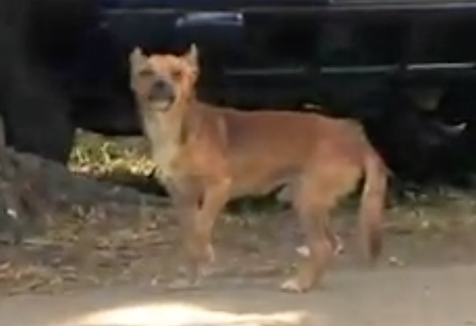 The Dogs of Puerto Rico - Part One