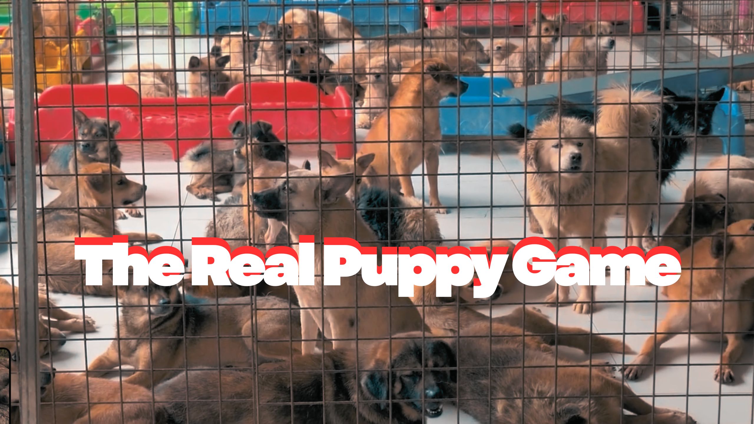 The Real Puppy Game