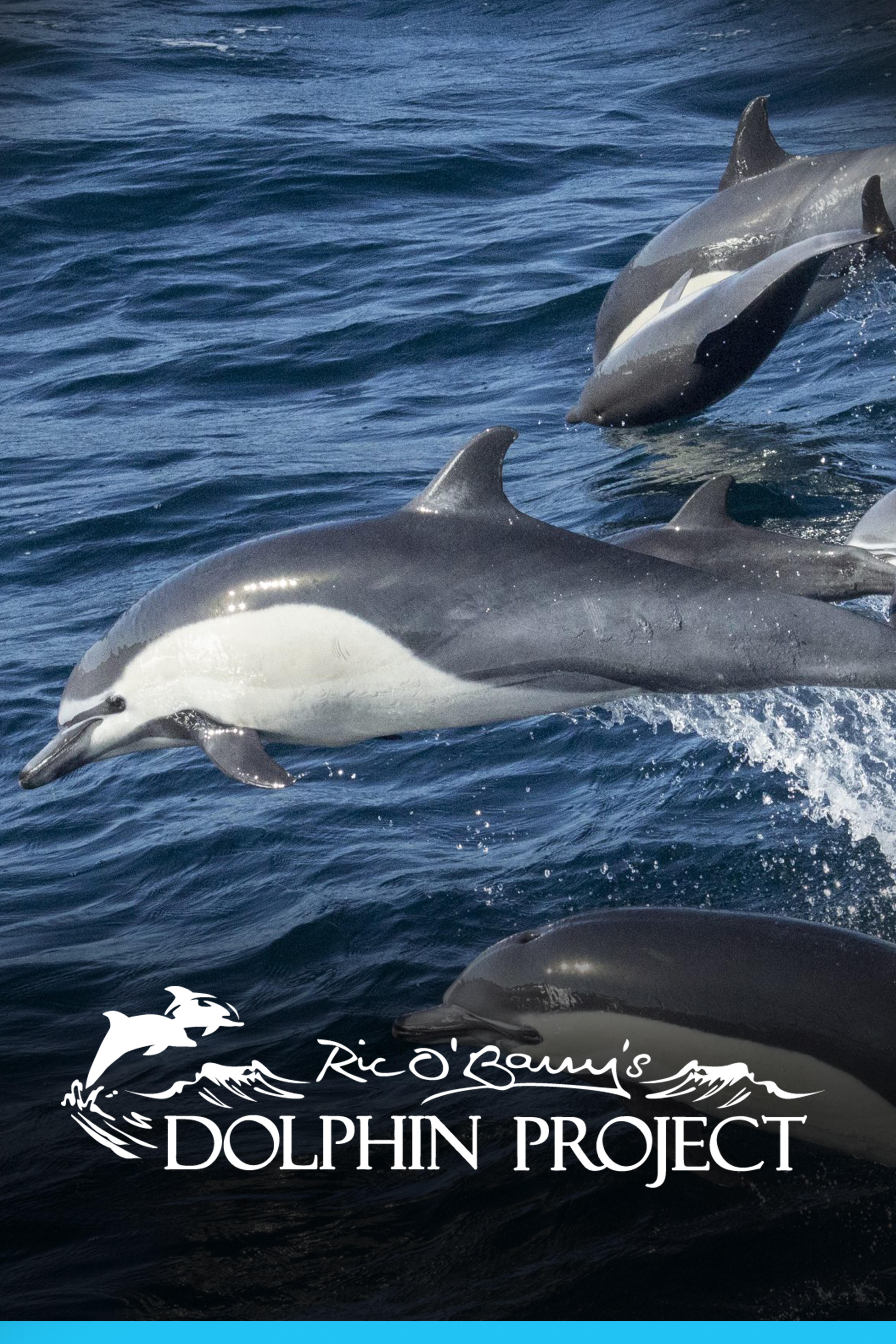 Ric O'Barry's Dolphin Project