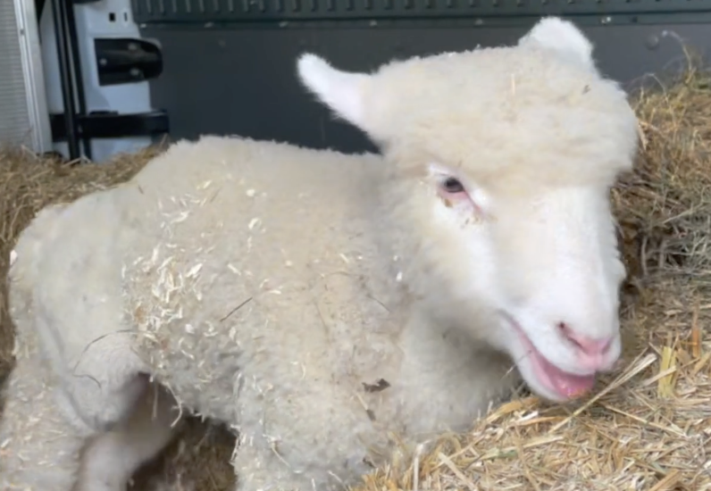 Pippa Coast to Coast