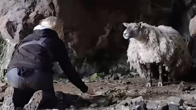Daring Rescue of Lonely Sheep