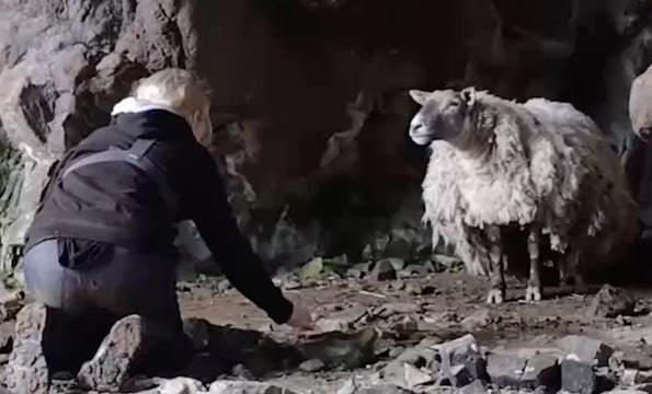  Daring Rescue of Lonely Sheep