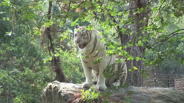 White Tigers - Cruelty NOT Conservation