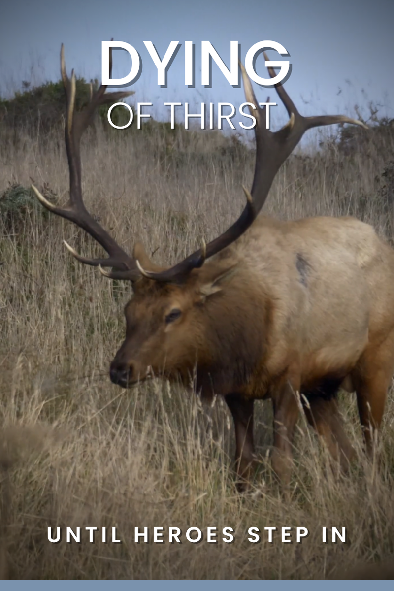 Dying of Thirst... Until Heroes Step In