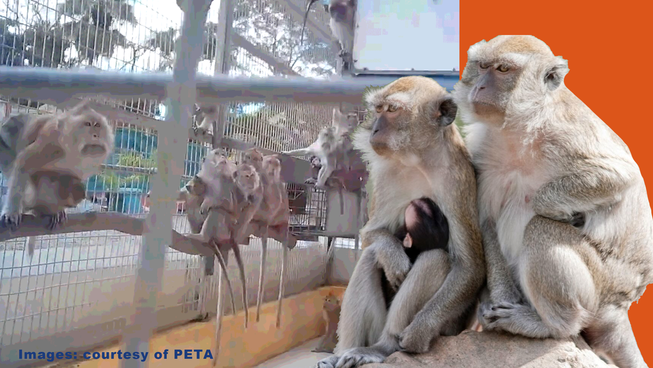  Monkey Lab Escape Horrors