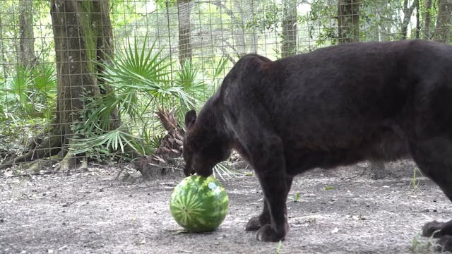 Do BIG Cats Like Watermelon