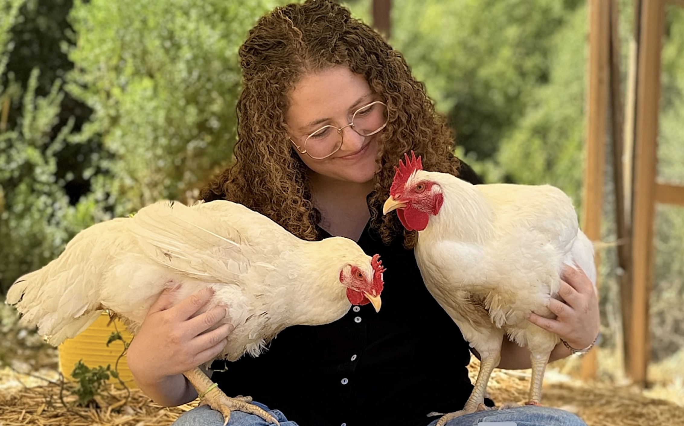 Day 7 Chicken Rescue Trial