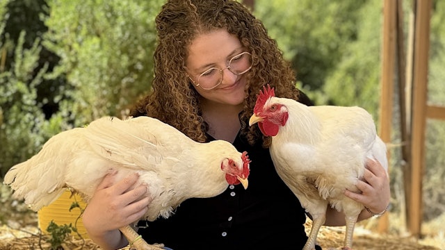 Day 7 Chicken Rescue Trial