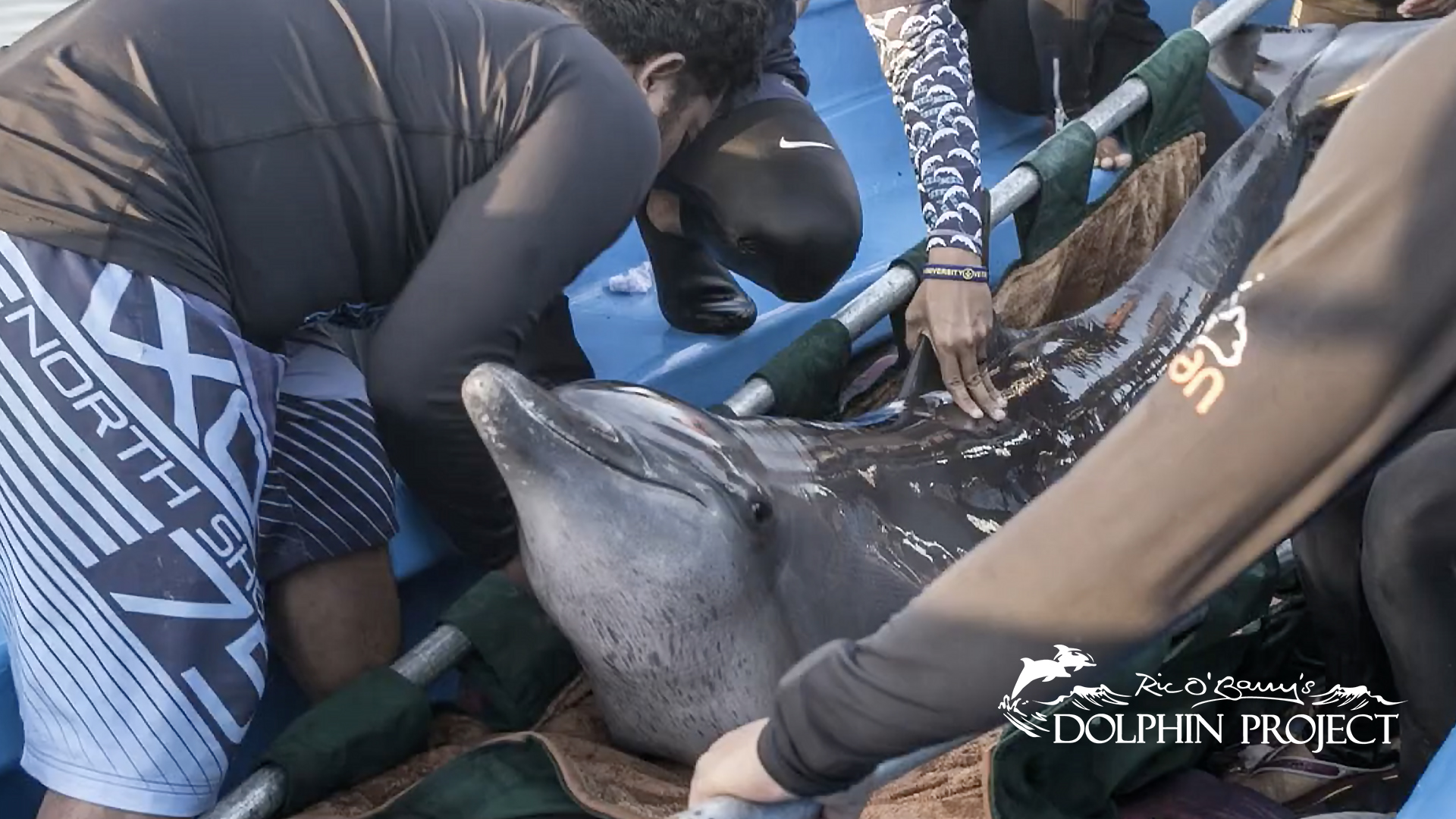 The Dolphin Project -Sanctuary Story