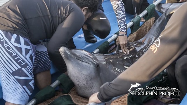The Dolphin Project -Sanctuary Story