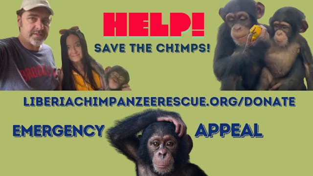 Emergency! Help Save the Chimps! 