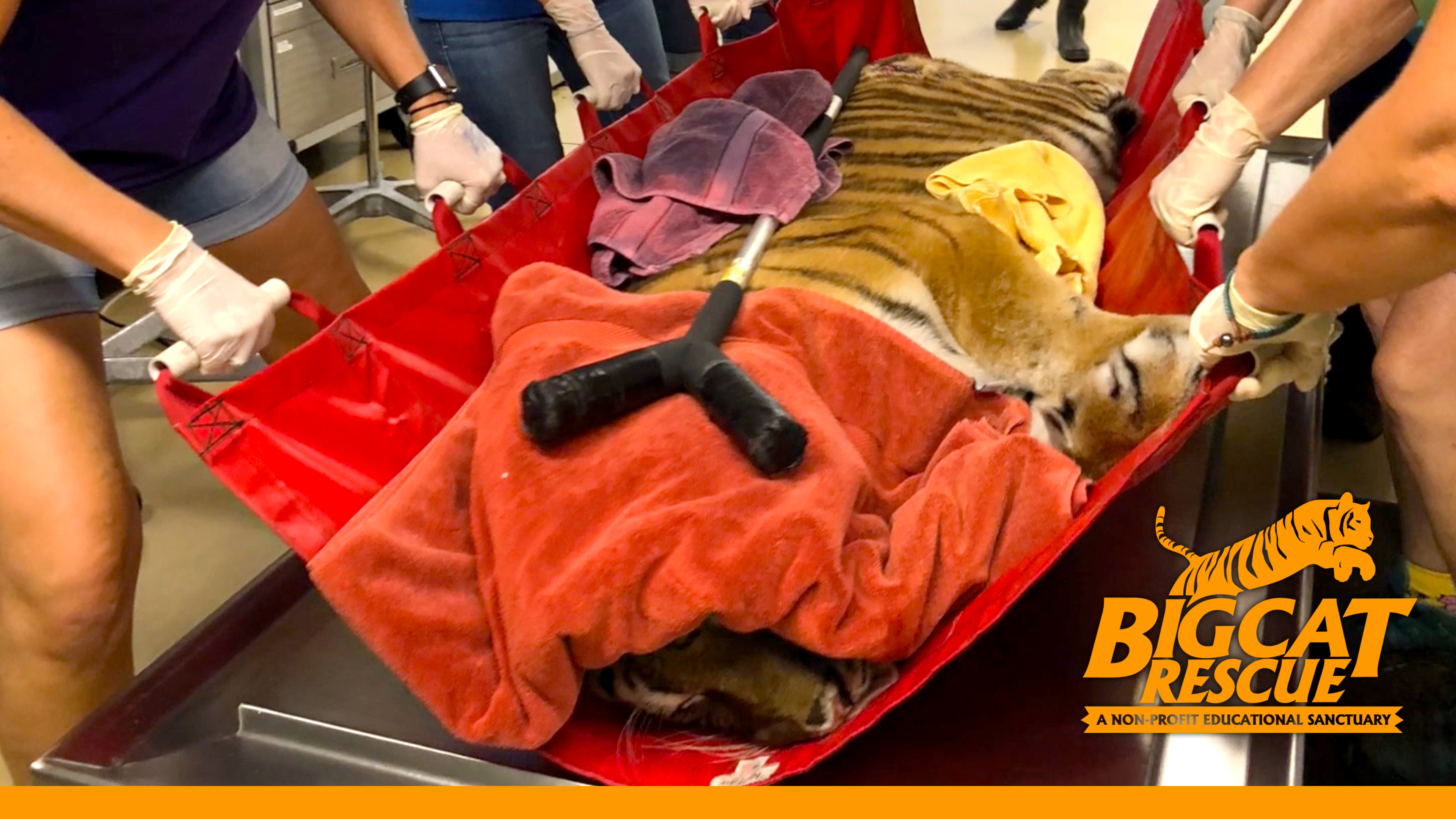 A Tiger's Tale - A Life Saving Story, Episode 2