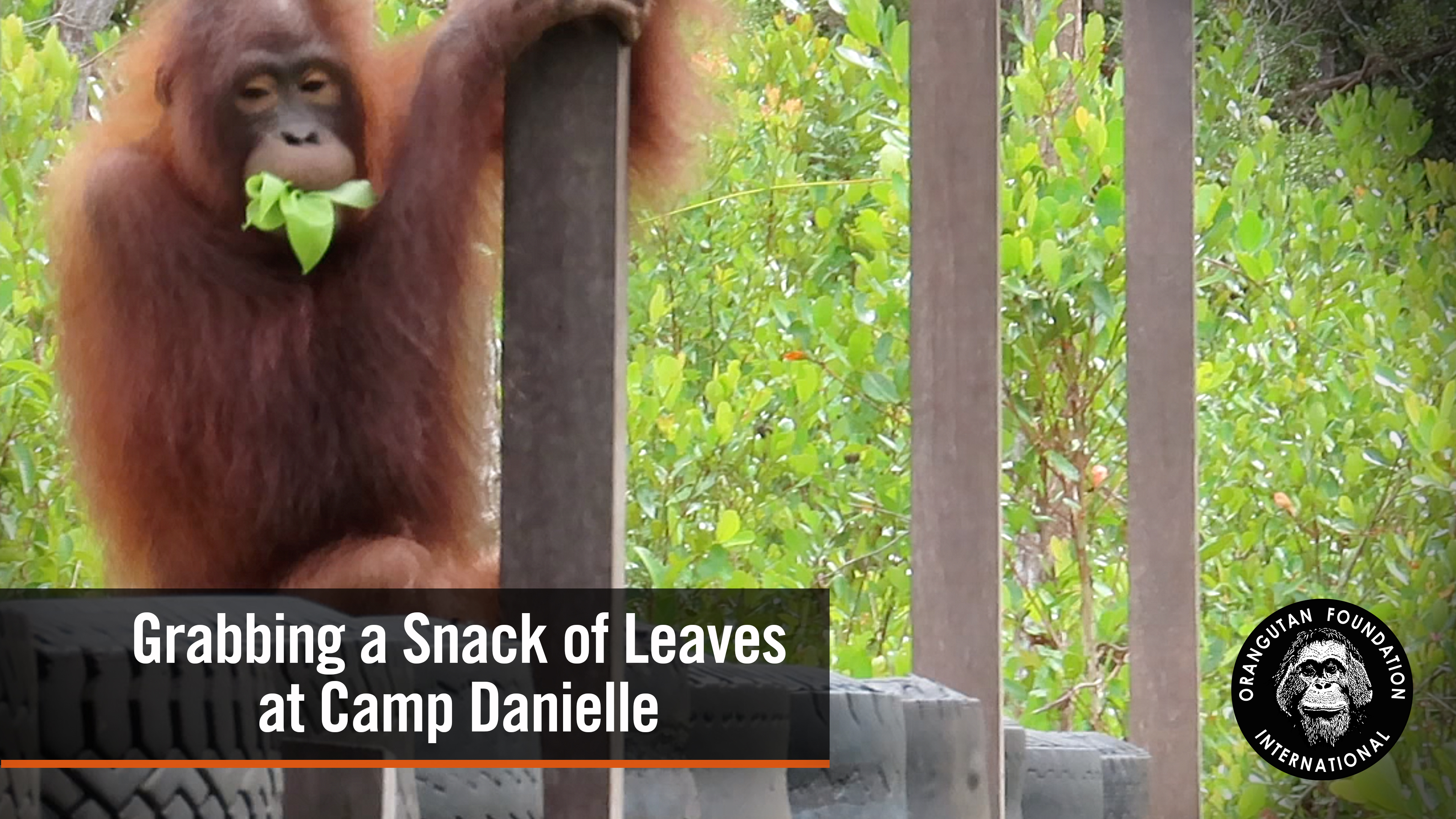 Orangutan Grabbing a Snack of Leaves At Camp Danielle