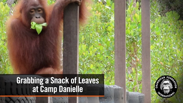 Orangutan Grabbing a Snack of Leaves At Camp Danielle