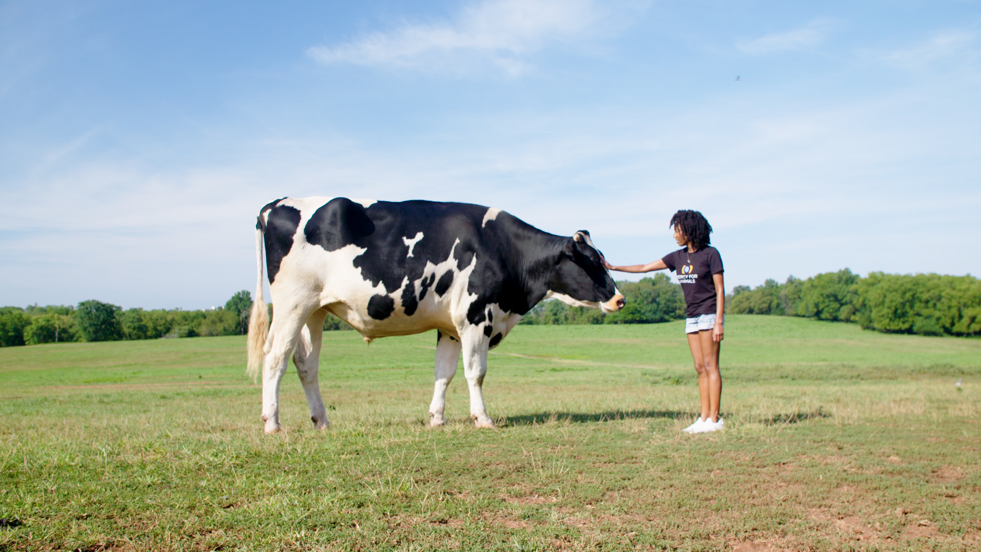 About Mercy For Animals