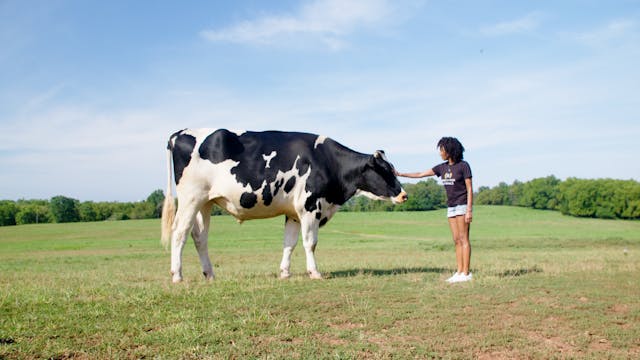 About Mercy For Animals