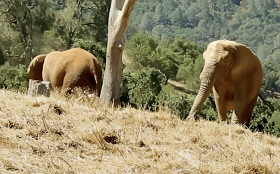 The Ark - Where Rescued Elephants Get to Be Happy! 