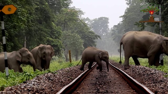 Saving Elephants from Deadly Trains