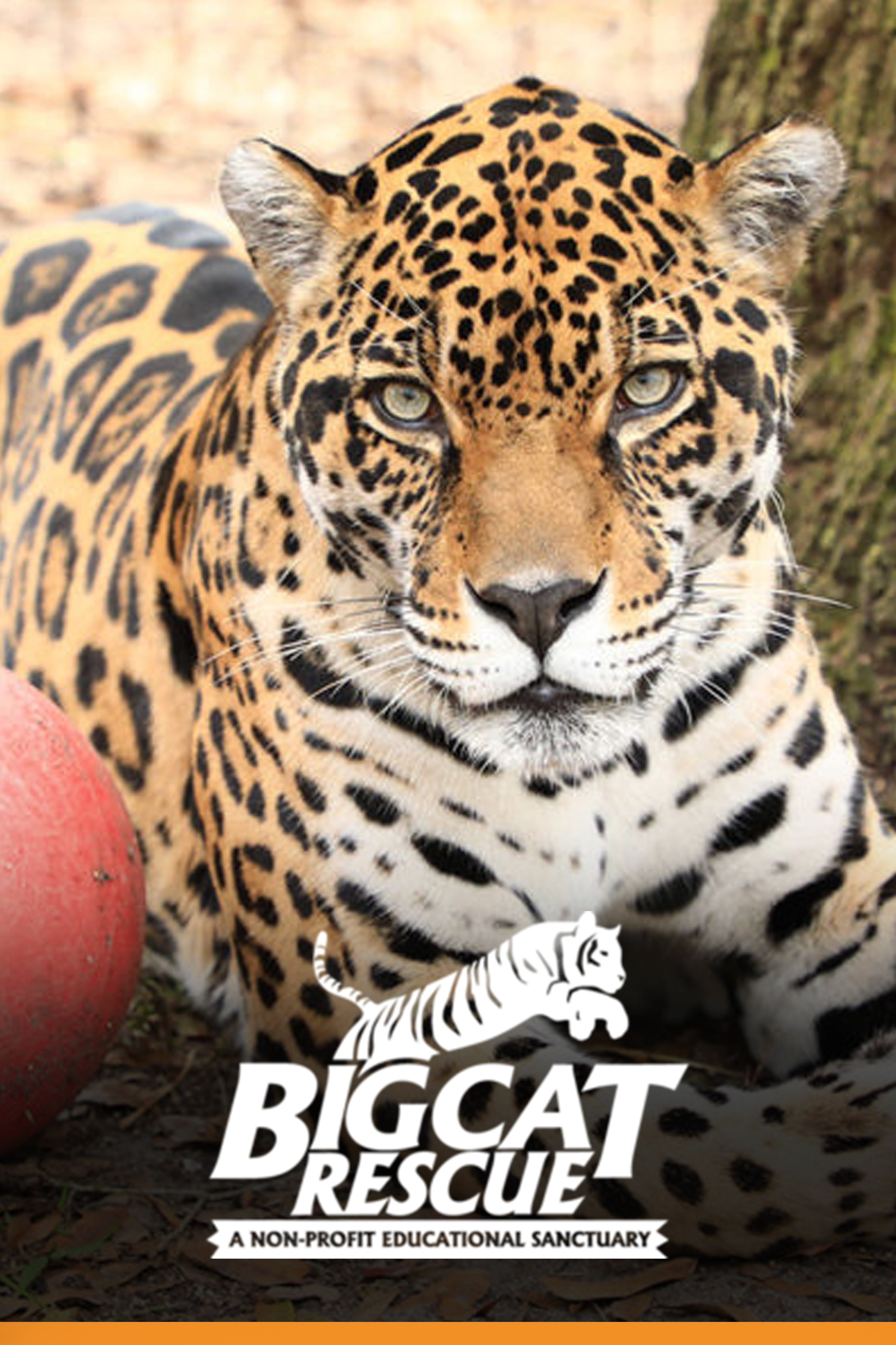 Big Cat Rescue