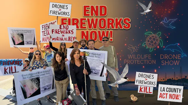 End Fireworks NOW!