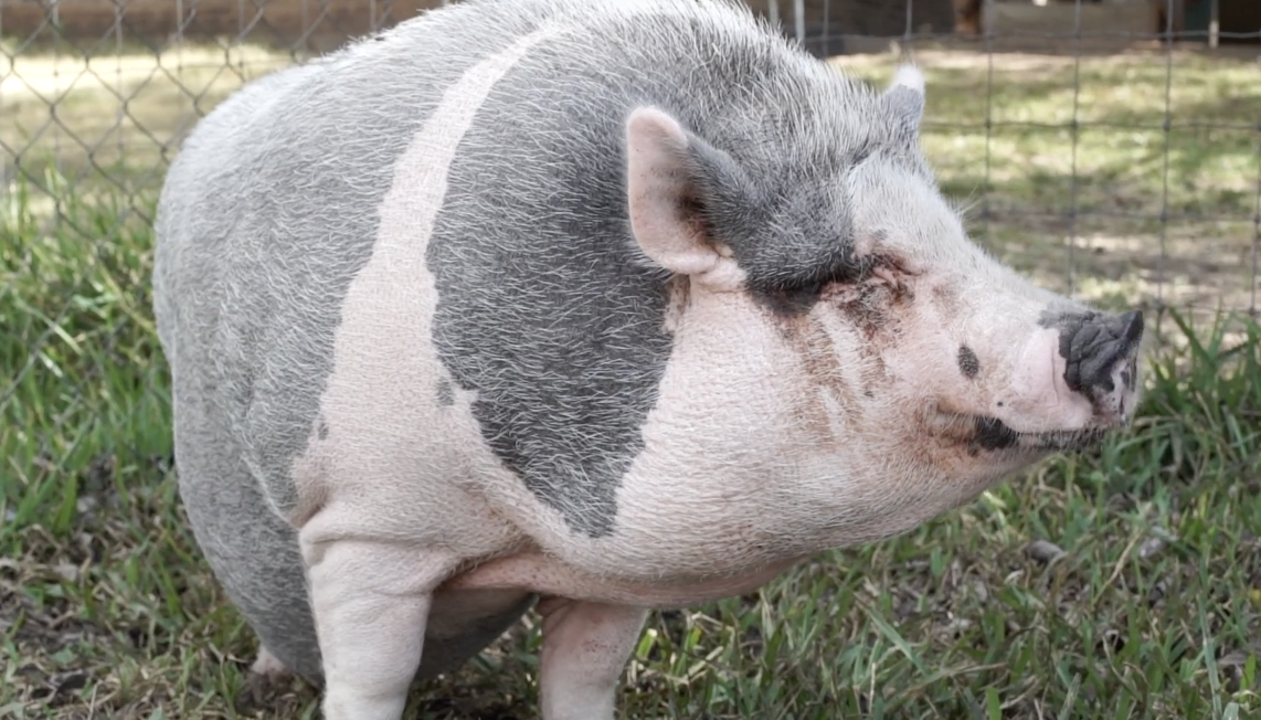 Happy Rescued Animals at Rowdy Girl Sanctuary