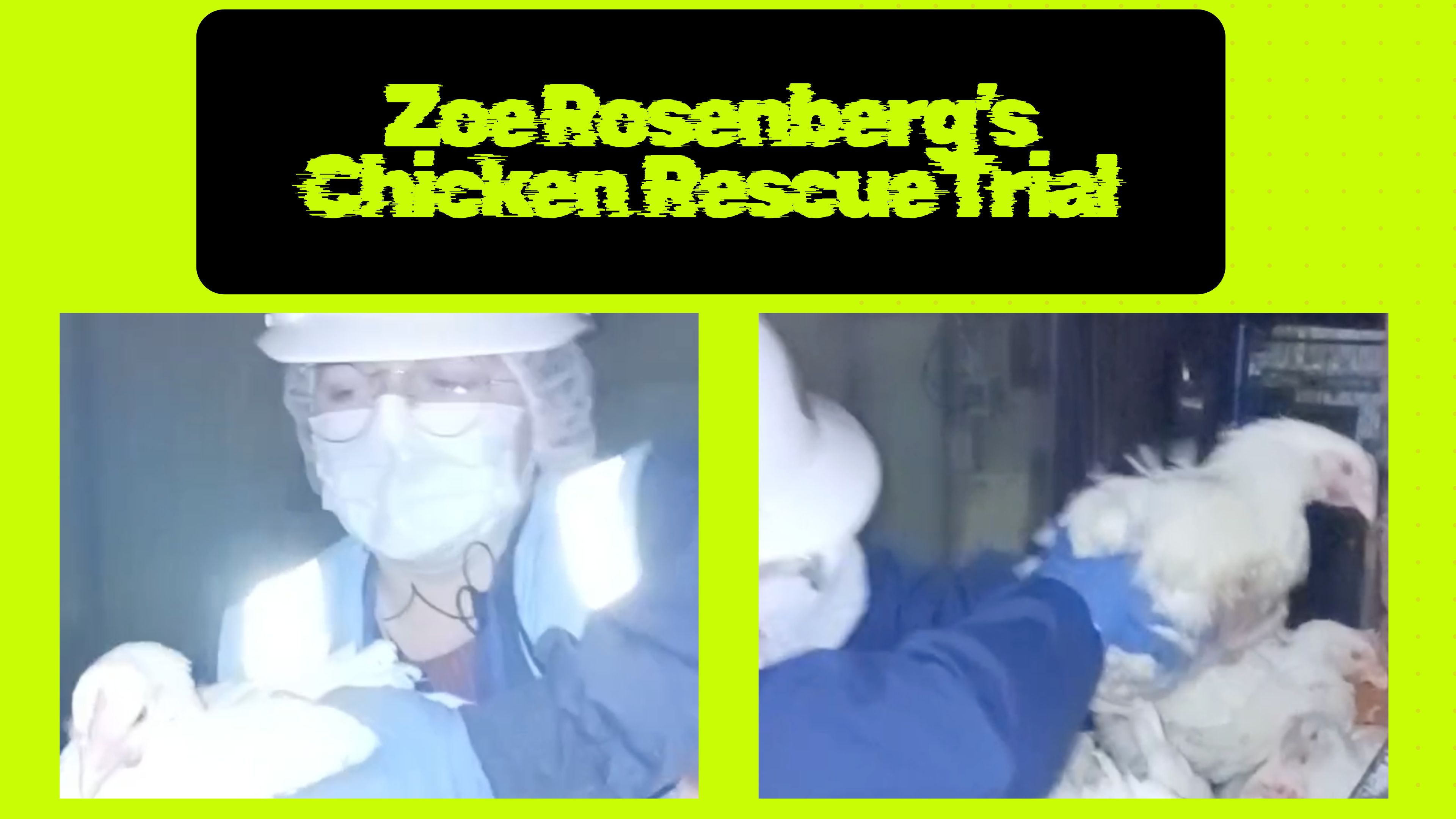 Day 1 of Chicken Rescue Trial