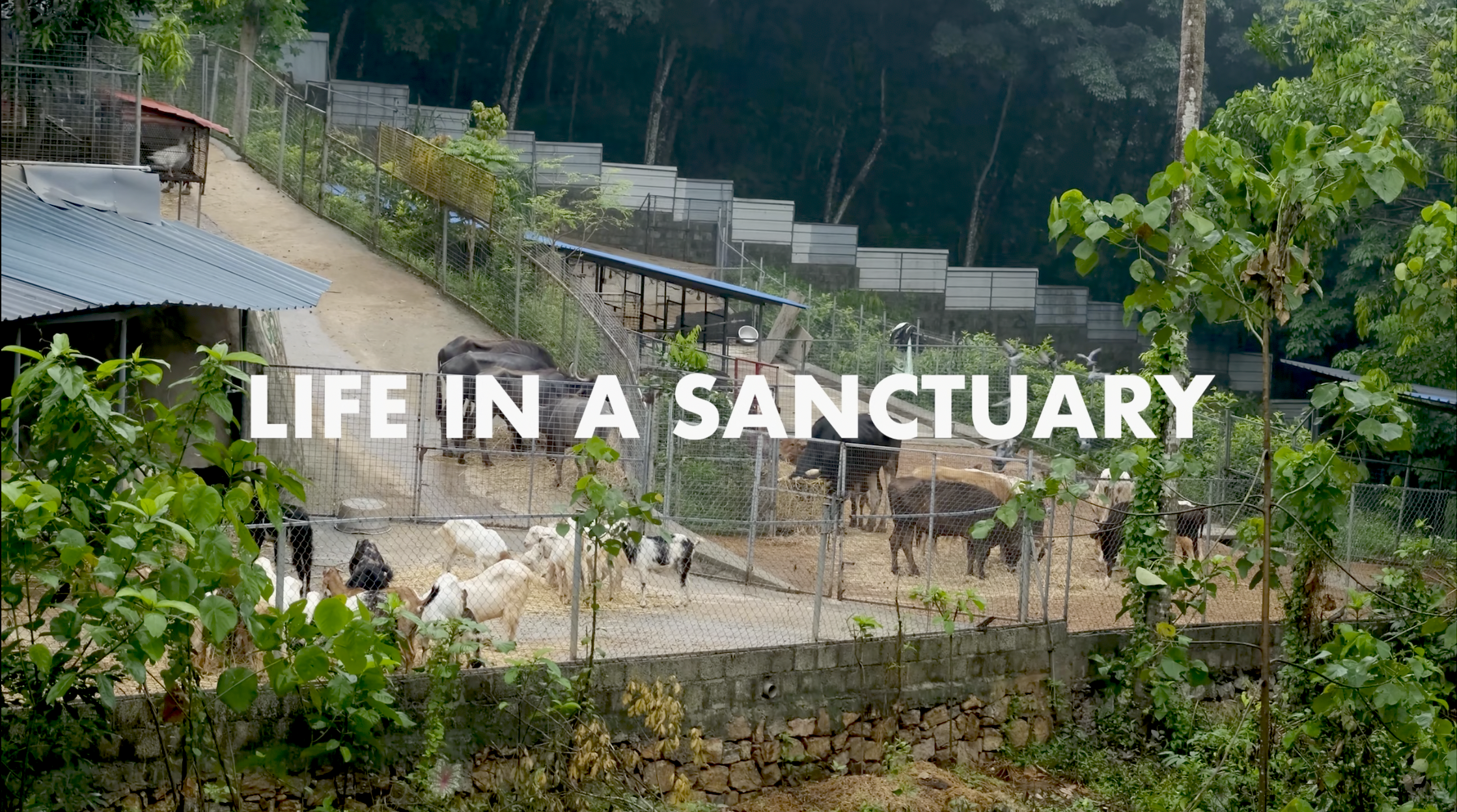 Life in a Sanctuary