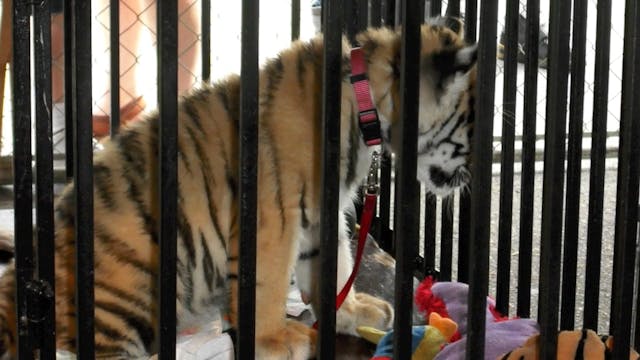 CUTE TIGER CUBS - Robbed from the Cradle