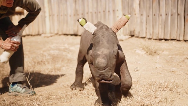 Cute Baby Rhino Anchors First Feed | E7