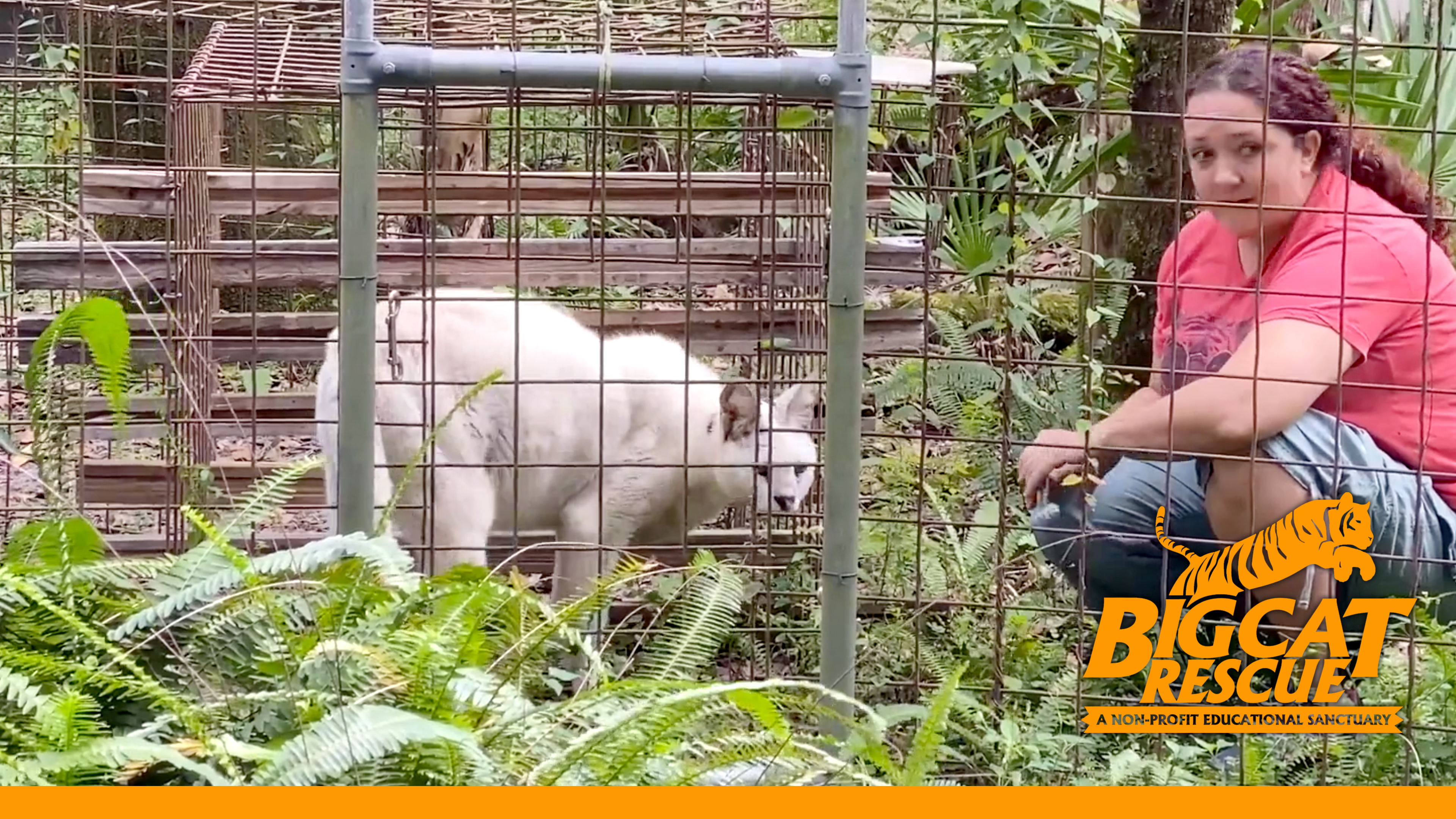 Pharaoh White Serval Squirrel Rescue