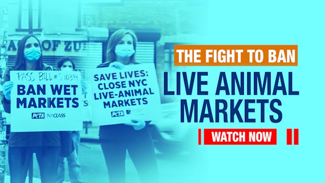 The Fight To Ban Live Animal Markets