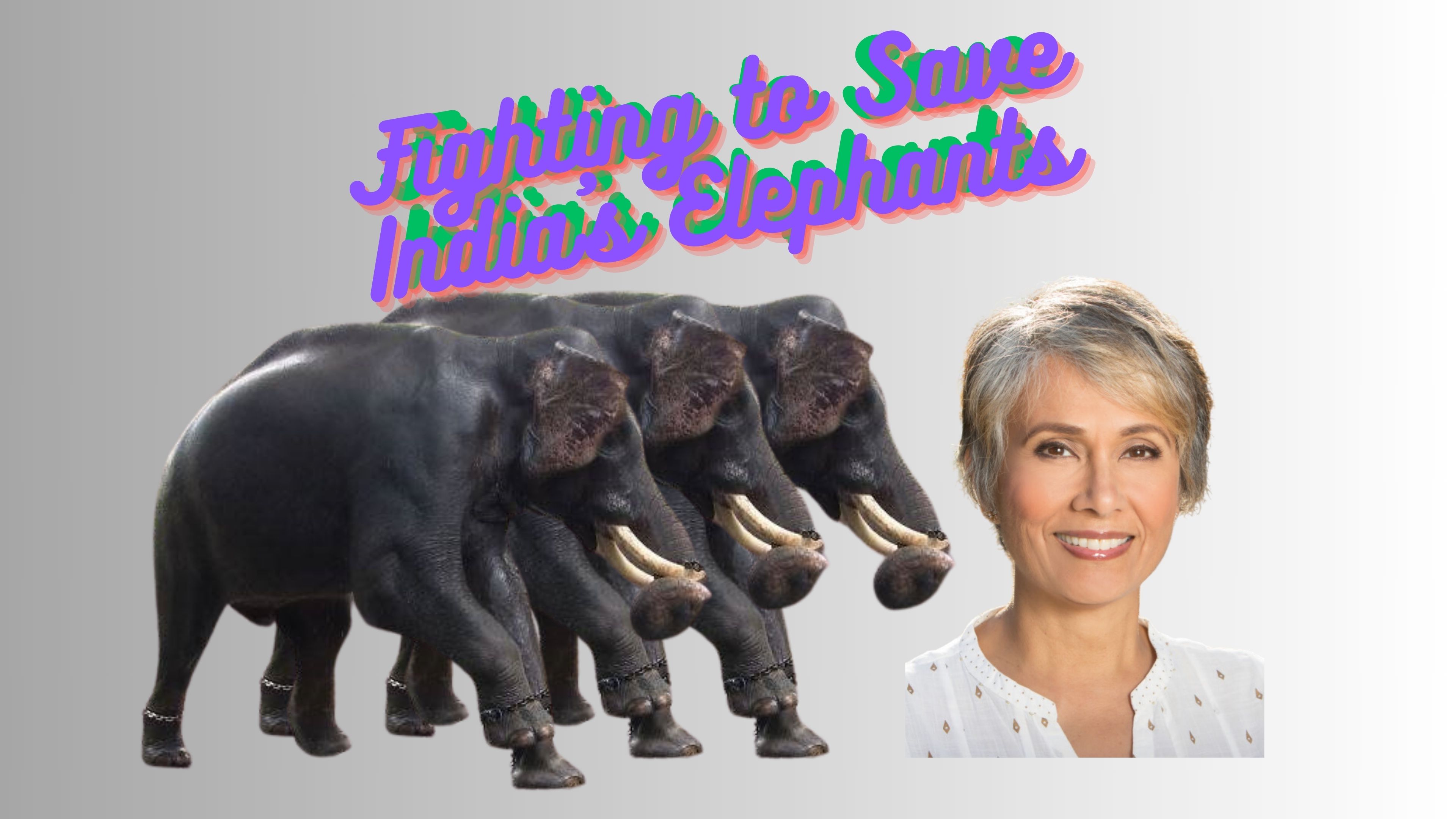 Help Save India's Elephants!