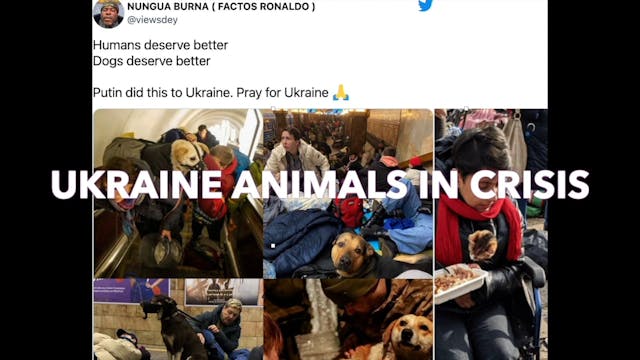 Ukraine Animals In Crisis!