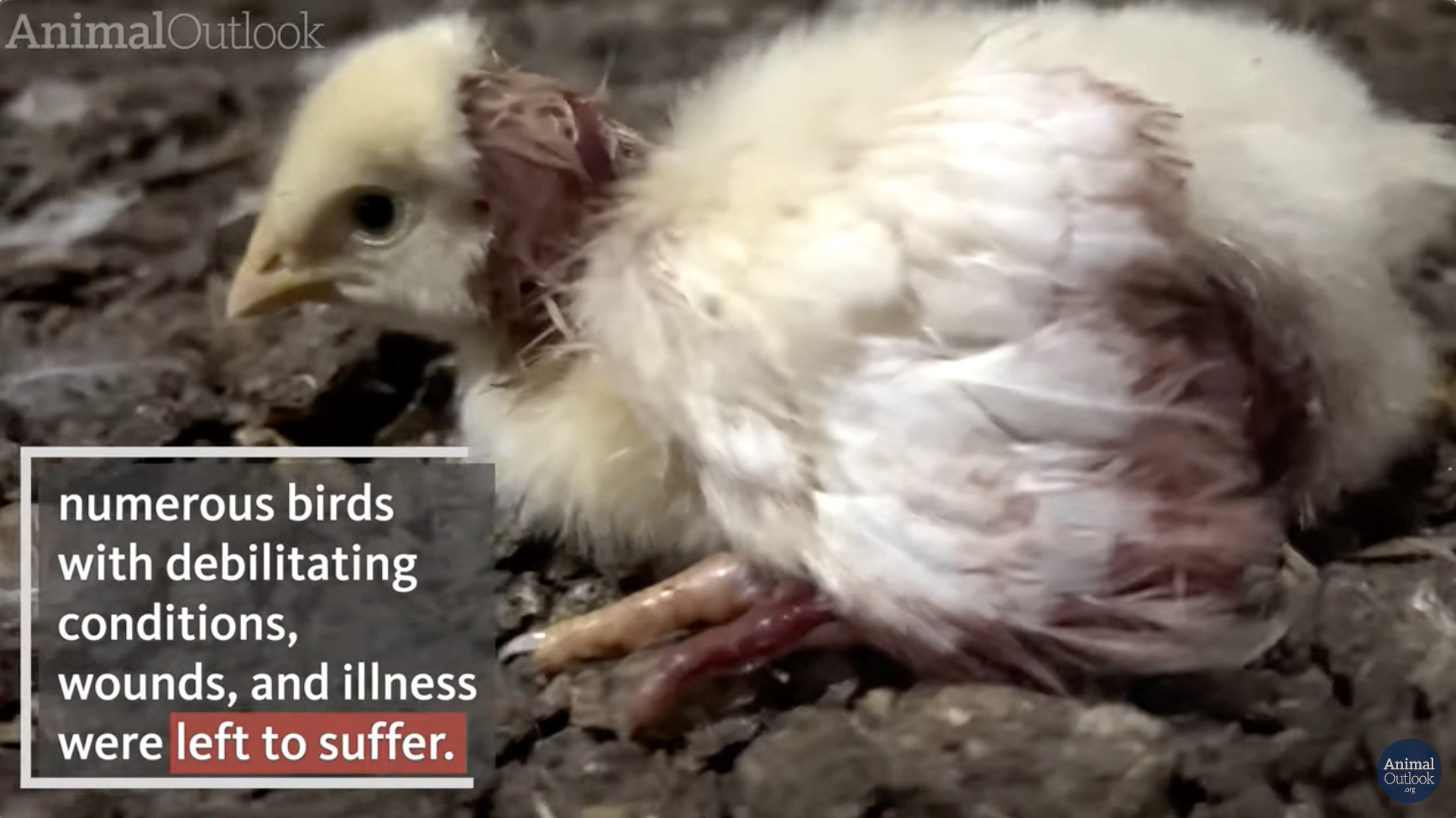 Still Eating Chicken? Watch This. 