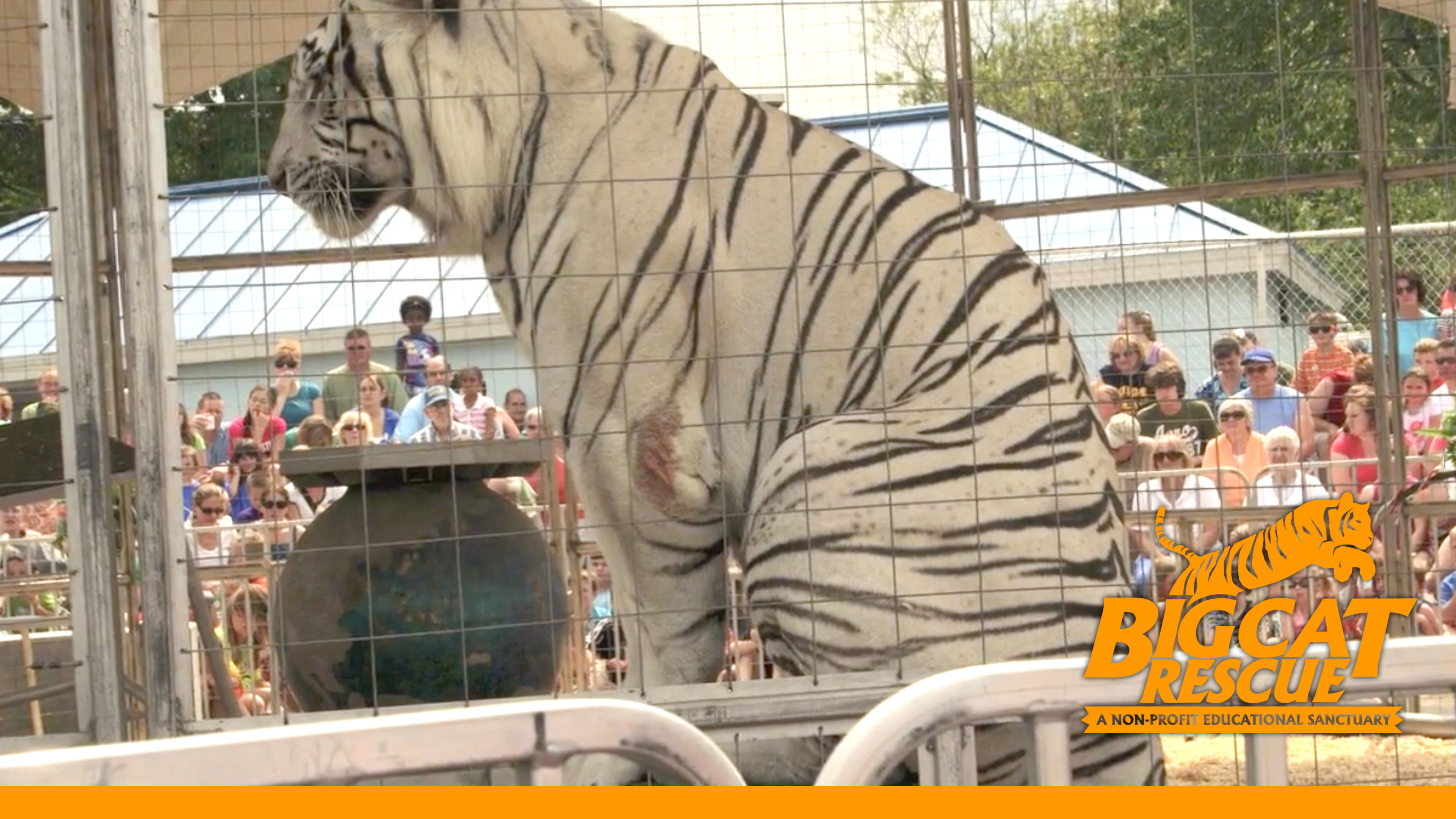 Circus Life..."Captive" Entertainment