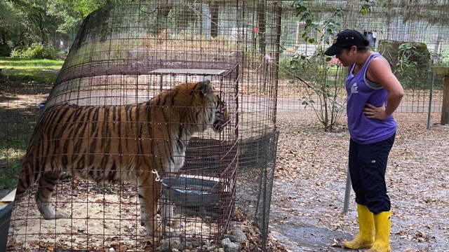 Big Cat Rescuers Are The BEST