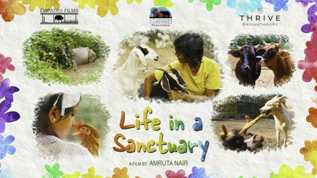 Life in a Sanctuary  