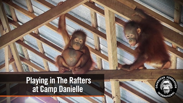Orangutans Playing in the Rafters at Camp Danielle