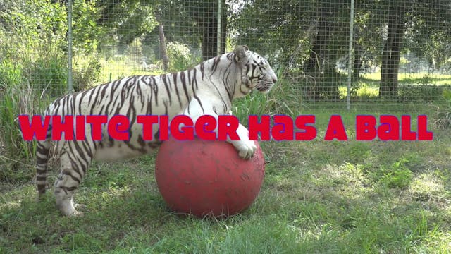 White Tiger Has A Ball