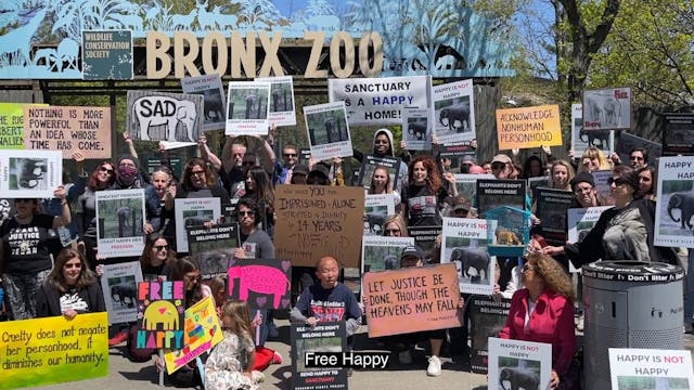 Protest to Free "Happy" Goes to Court