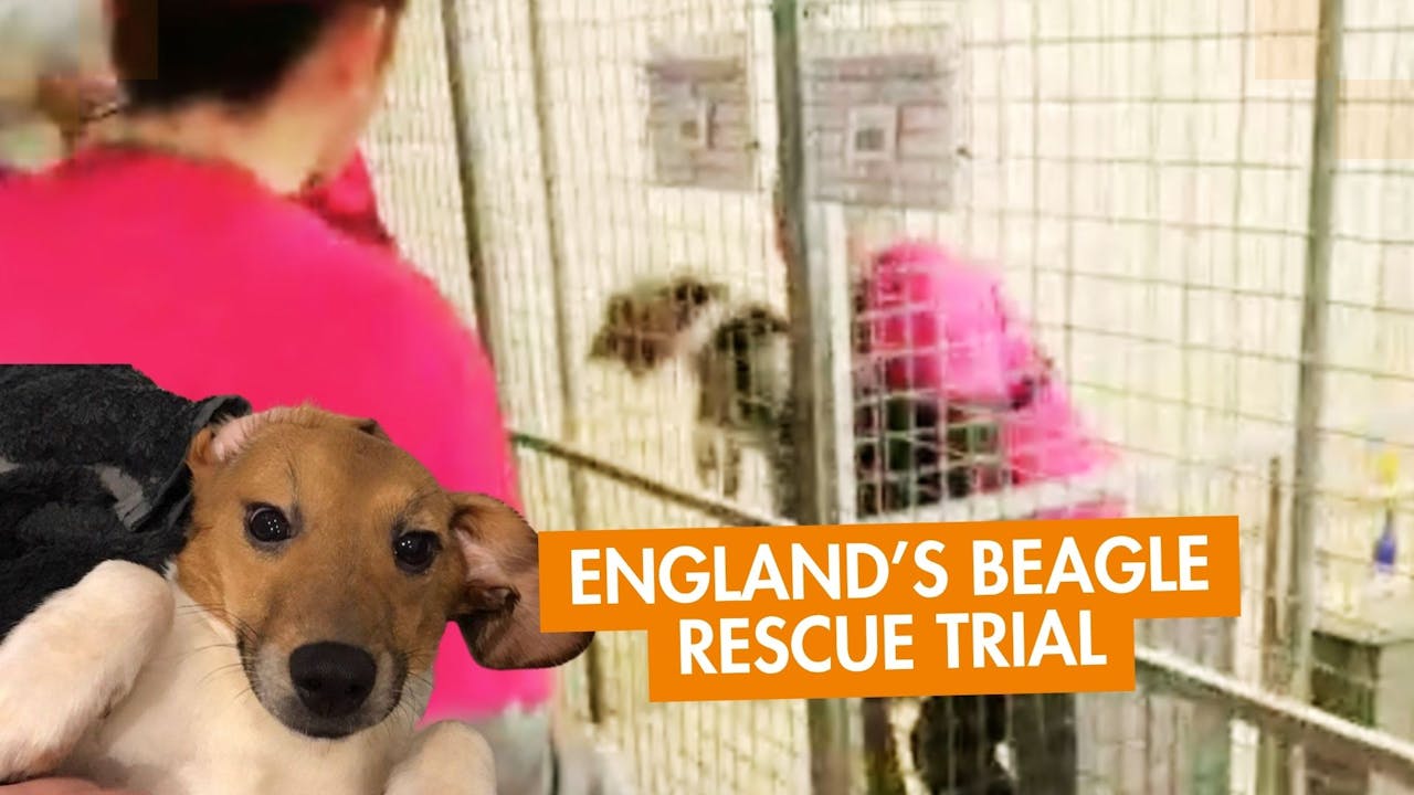 Prison for Rescuing Beagles?