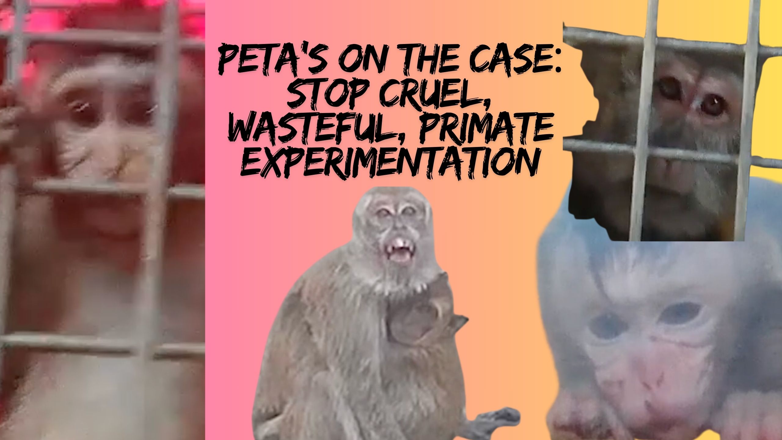 Let's End Cruel Monkey Experiments Now & Forever!