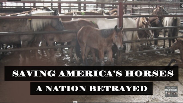 America's War on Horses: Live With Filmmaker
