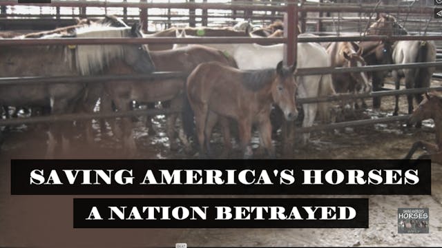 America's War on Horses: Live With Fi...