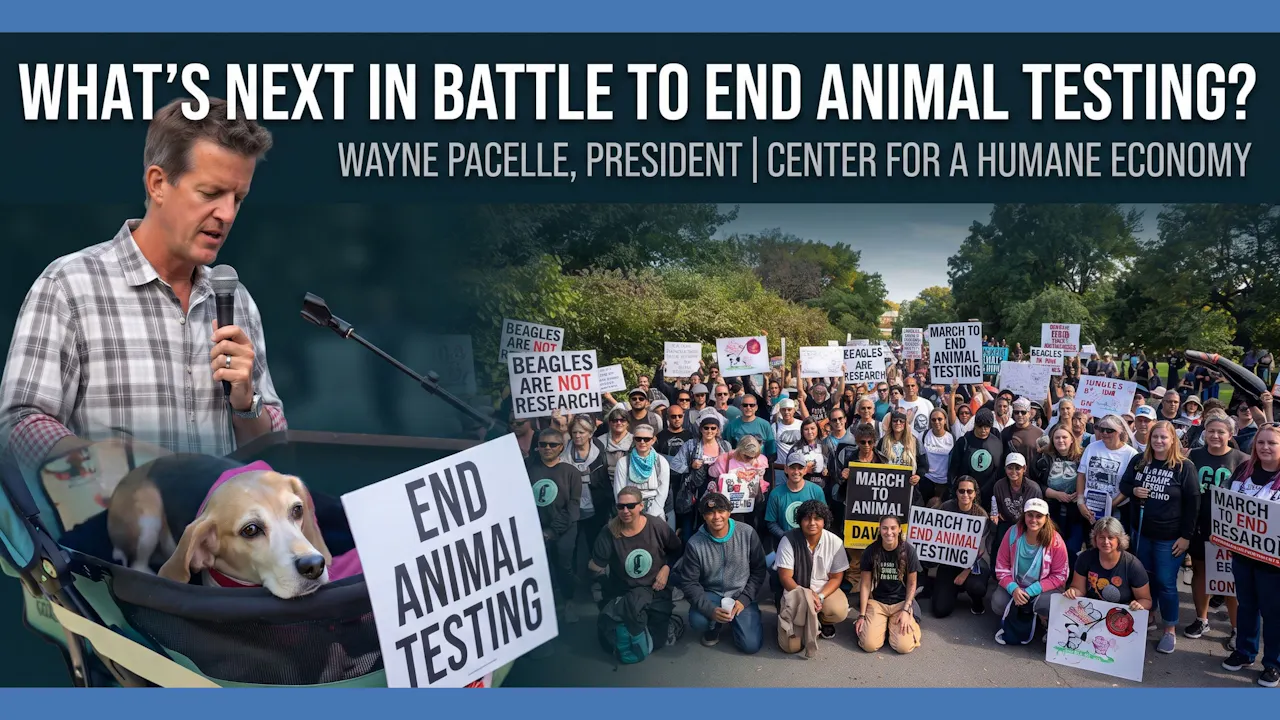 What’s Next? Ending Animal Tests