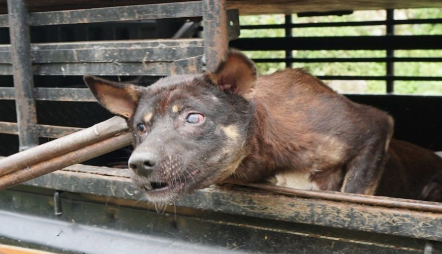 Stop Sumatra's Dog Meat Trade! 
