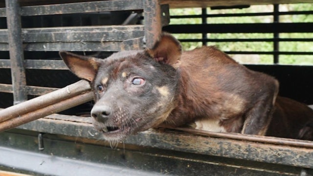 Stop Sumatra's Dog Meat Trade! 