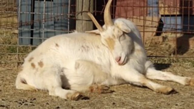 Meet the Goats!
