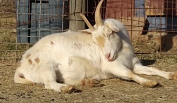 Meet the Goats!